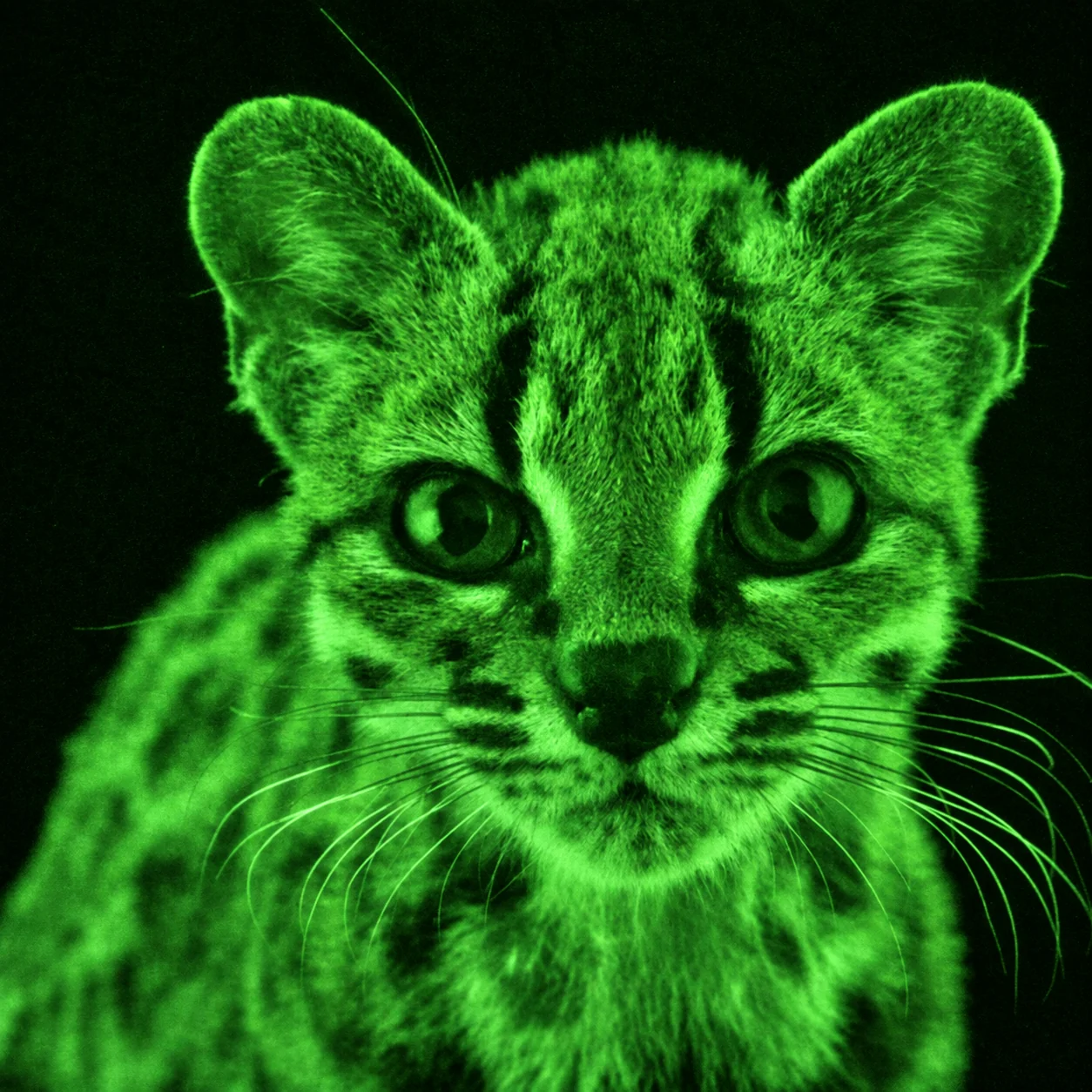 Tilcayo, a real spotted wildcat, looking directly into the night-vision camera